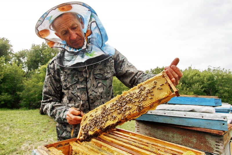 Оренбургские пчеловоды объединяются в  потребительский кооператив